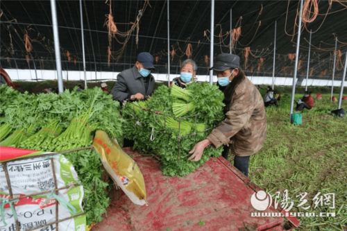 為民解難題 空港新城打通農產品銷路，助力農業種植新發展