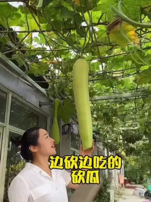 您吃過這種砍著吃的蔬菜嗎？