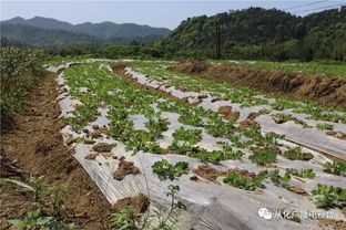 萬畝農田種養及加工產業基地落戶呂田鎮，推動優質農產品直通餐桌
